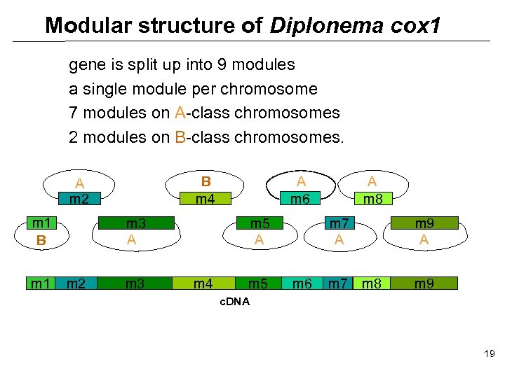 Modular structure of Diplonema cox 1 gene is split up into 9 modules a