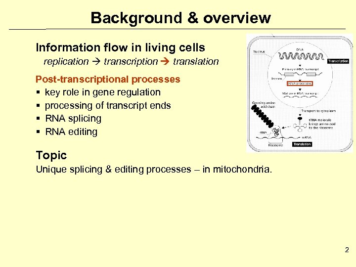 Background & overview Information flow in living cells replication transcription translation Post-transcriptional processes §