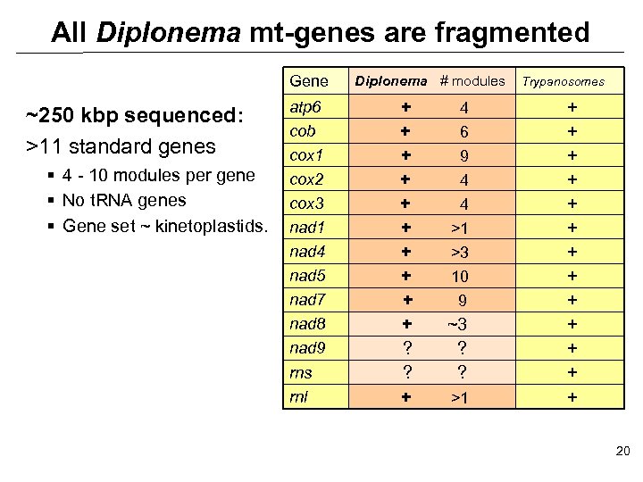 All Diplonema mt-genes are fragmented Gene ~250 kbp sequenced: >11 standard genes § 4
