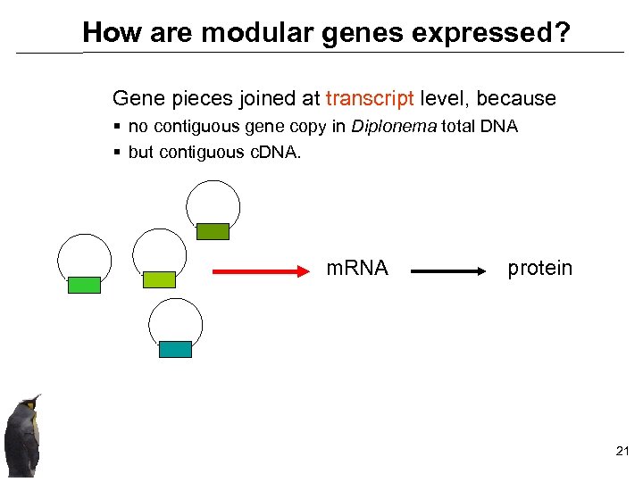 How are modular genes expressed? Gene pieces joined at transcript level, because § no