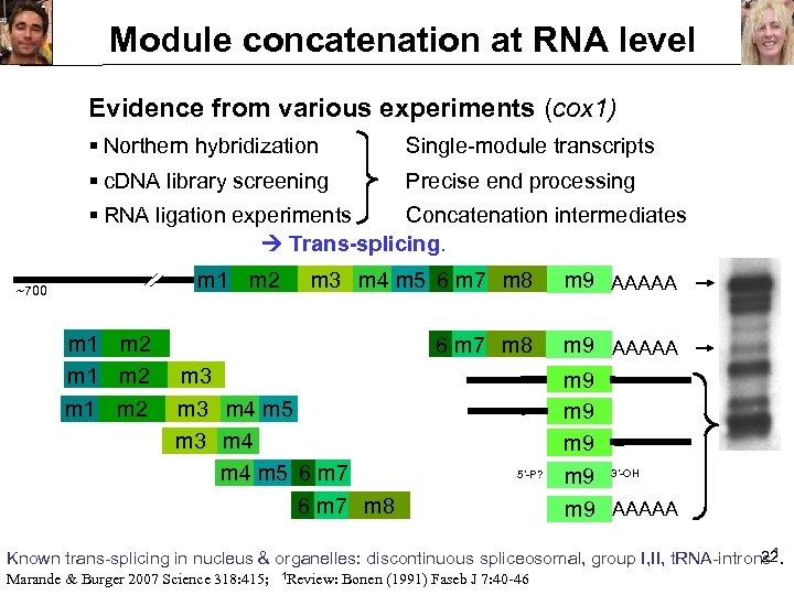 Module concatenation at RNA level Evidence from various experiments (cox 1) § Northern hybridization