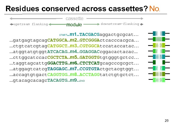 Residues conserved across cassettes? No. upstream flanking cassette module downstream-flanking . . m 1.