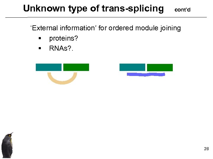 Unknown type of trans-splicing cont’d ‘External information’ for ordered module joining § proteins? §