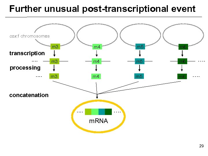 Further unusual post-transcriptional event cox 1 chromosomes m 3 transcription. . processing. . m