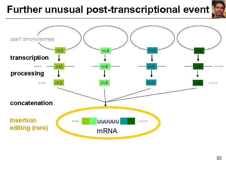 Further unusual post-transcriptional event cox 1 chromosomes m 3 transcription. . processing. . m