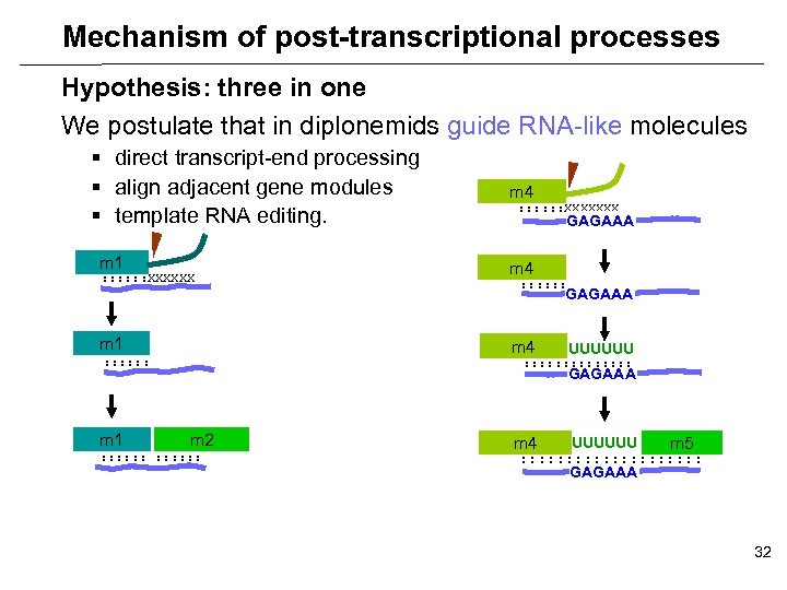 Mechanism of post-transcriptional processes Hypothesis: three in one We postulate that in diplonemids guide