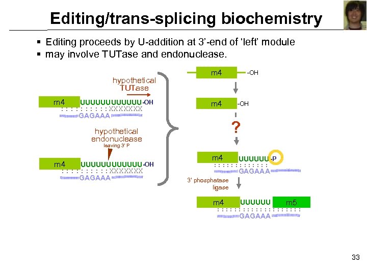Editing/trans-splicing biochemistry § Editing proceeds by U-addition at 3’-end of ‘left’ module § may
