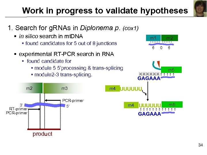 Work in progress to validate hypotheses 1. Search for g. RNAs in Diplonema p.
