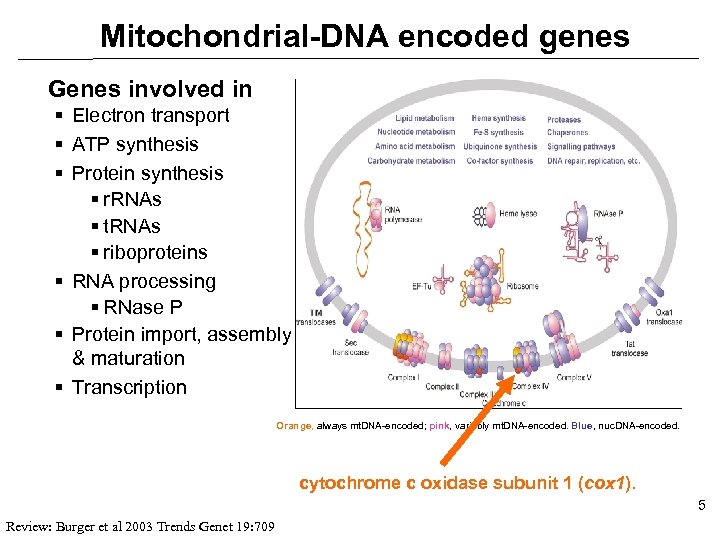 Mitochondrial-DNA encoded genes Genes involved in § Electron transport § ATP synthesis § Protein