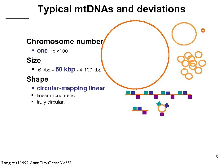 Typical mt. DNAs and deviations Chromosome number § one to >100 Size § 6