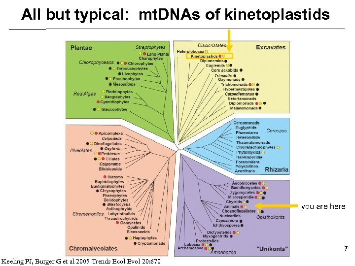 All but typical: mt. DNAs of kinetoplastids you are here 7 Keeling PJ, Burger