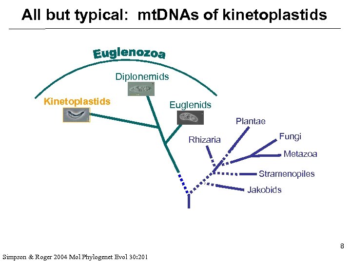 All but typical: mt. DNAs of kinetoplastids Diplonemids Kinetoplastids Euglenids Plantae Rhizaria Fungi Metazoa