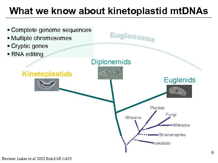 What we know about kinetoplastid mt. DNAs § Complete genome sequences § Multiple chromosomes