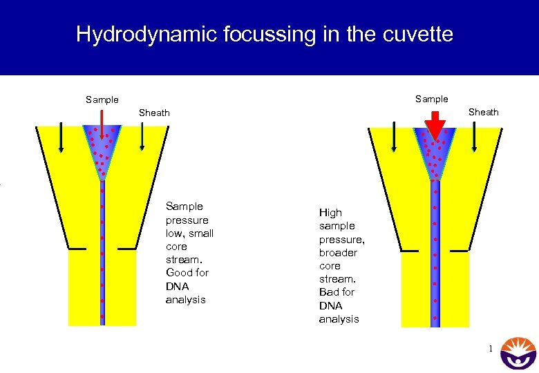 Hydrodynamic focussing in the cuvette Sample Sheath Sample pressure low, small core stream. Good
