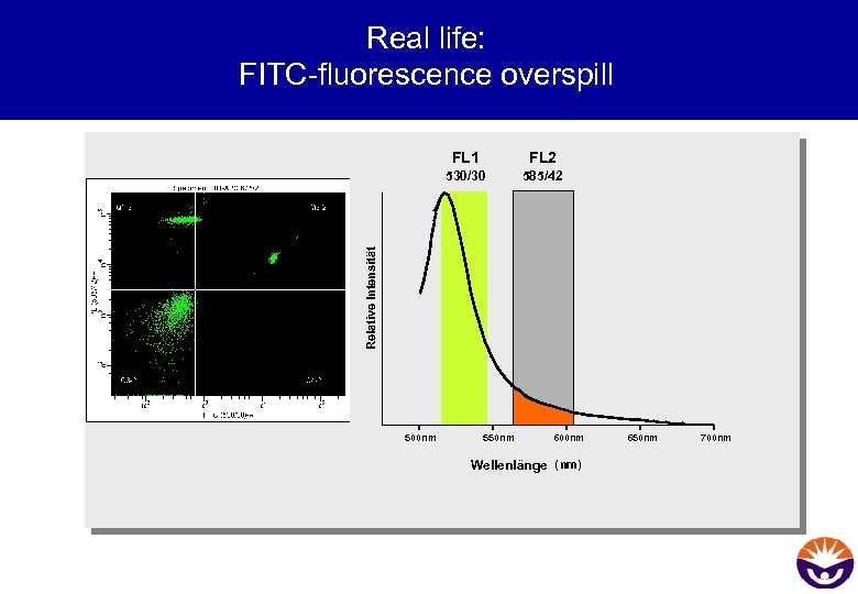 Real life: FITC-fluorescence overspill FL 2 530/30 585/42 Relative Intensität FL 1 500 nm