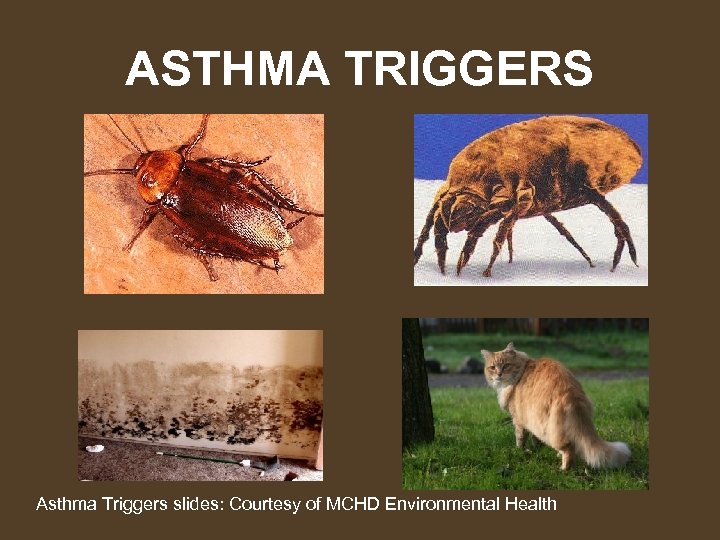 ASTHMA TRIGGERS Asthma Triggers slides: Courtesy of MCHD Environmental Health 