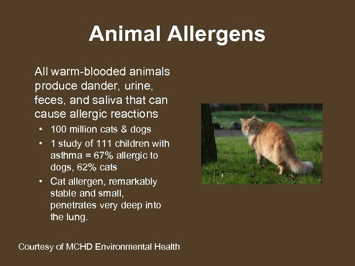 Animal Allergens All warm-blooded animals produce dander, urine, feces, and saliva that can cause