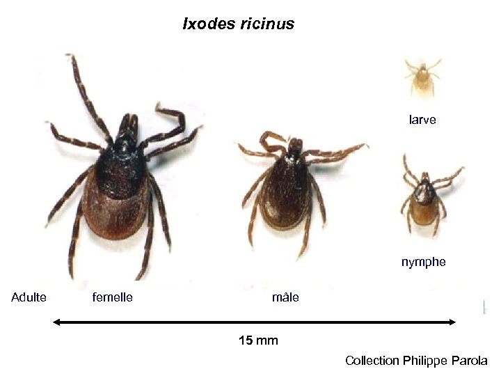 Ixodes ricinus larve nymphe Adulte femelle mâle 15 mm Collection Philippe Parola 