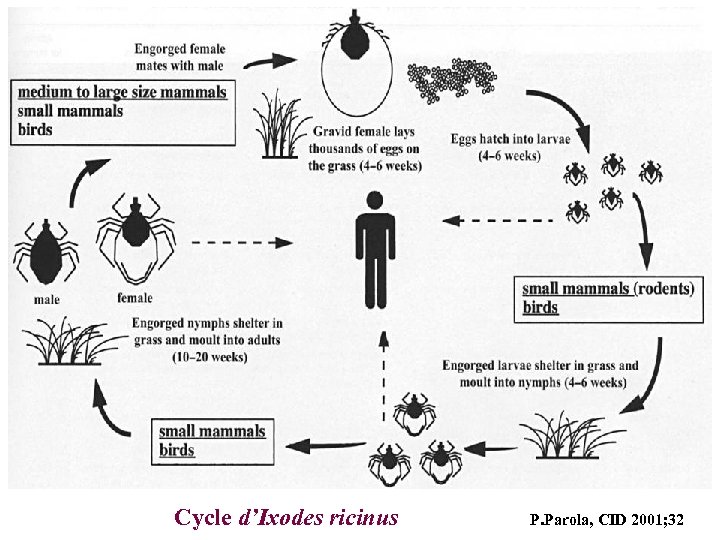 Cycle d’Ixodes ricinus P. Parola, CID 2001; 32 