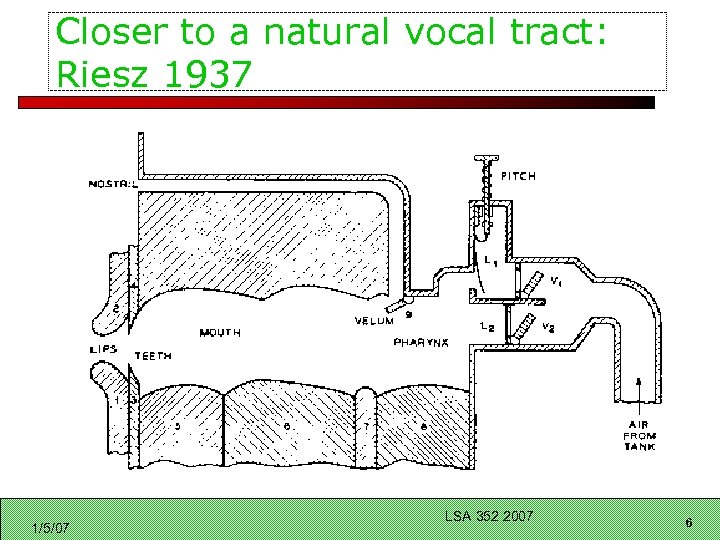 Closer to a natural vocal tract: Riesz 1937 1/5/07 LSA 352 2007 6 