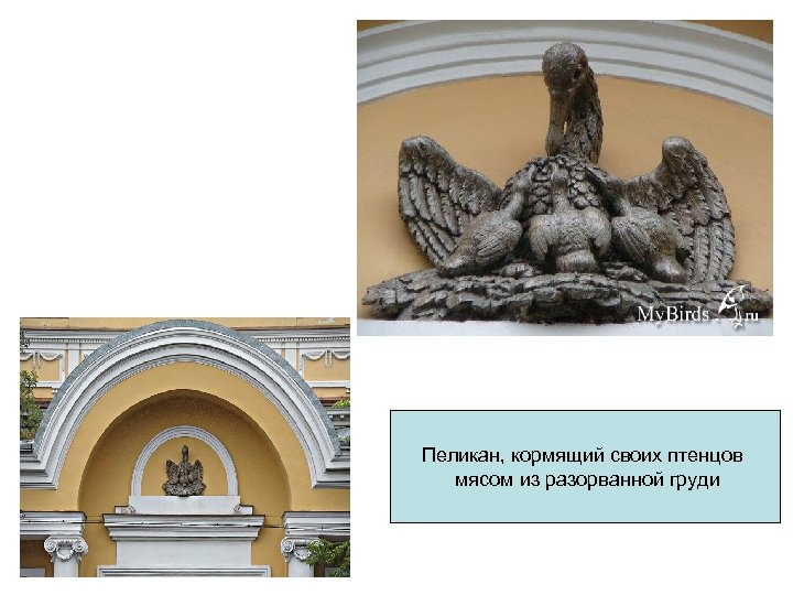 Пеликан, кормящий своих птенцов мясом из разорванной груди 