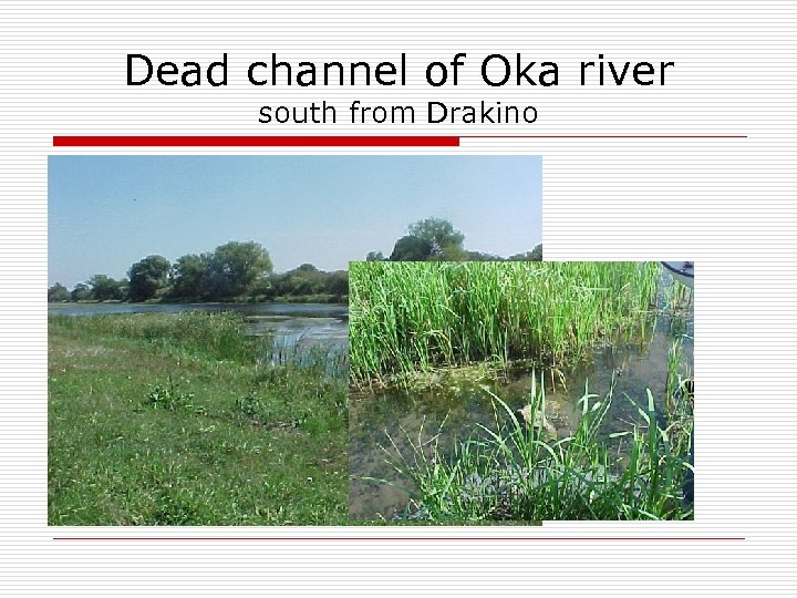 Dead channel of Oka river south from Drakino 