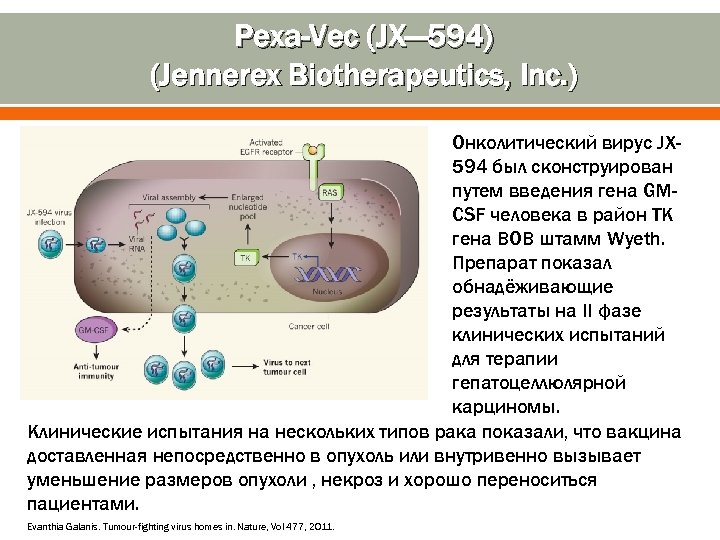 Pexa-Vec (JX— 594) (Jennerex Biotherapeutics, Inc. ) Онколитический вирус JX 594 был сконструирован путем