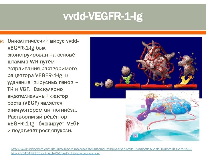  vvdd-VEGFR-1 -Ig Онколитический вирус vvdd. VEGFR-1 -Ig был сконструирован на основе штамма WR