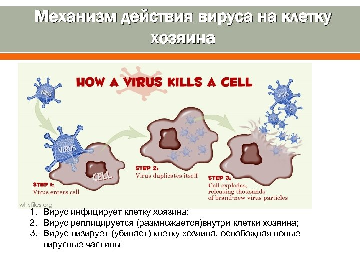 Механизм действия вируса на клетку хозяина 1. Вирус инфицирует клетку хоязина; 2. Вирус реплицируется