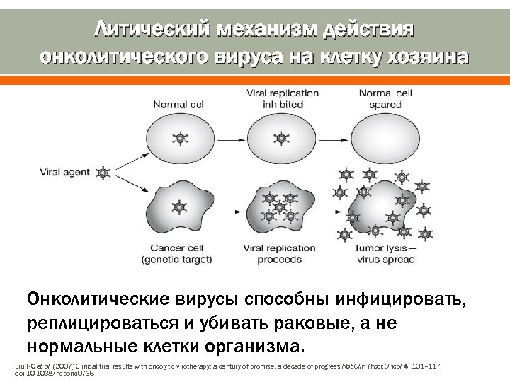 Литический механизм действия онколитического вируса на клетку хозяина Онколитические вирусы способны инфицировать, реплицироваться и