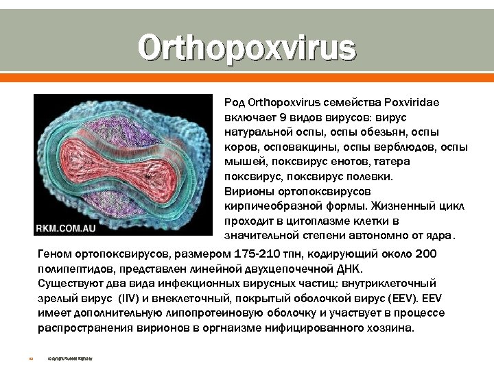 Поксвирусы микробиология презентация