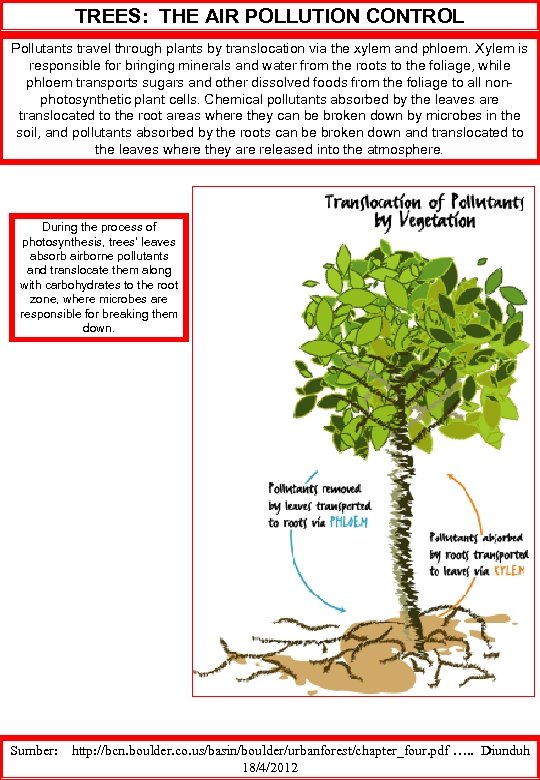 TREES: THE AIR POLLUTION CONTROL Pollutants travel through plants by translocation via the xylem