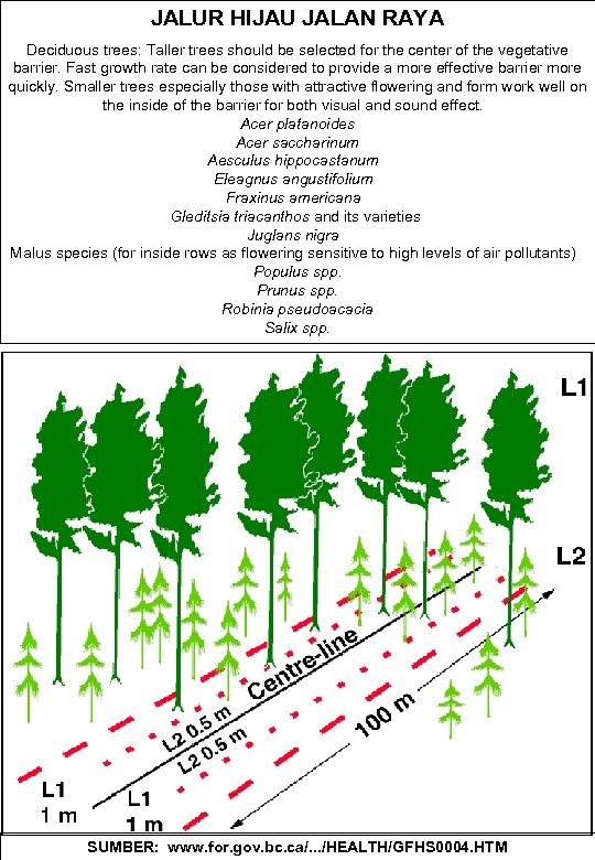 JALUR HIJAU JALAN RAYA Deciduous trees: Taller trees should be selected for the center