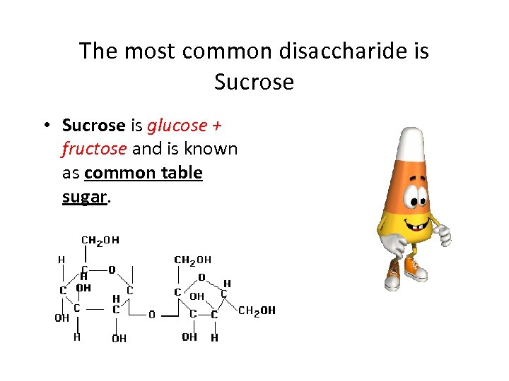 The most common disaccharide is Sucrose • Sucrose is glucose + fructose and is