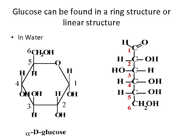 Glucose can be found in a ring structure or linear structure • In Water