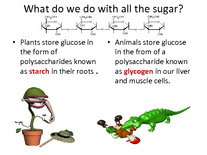 What do we do with all the sugar? • Plants store glucose in the