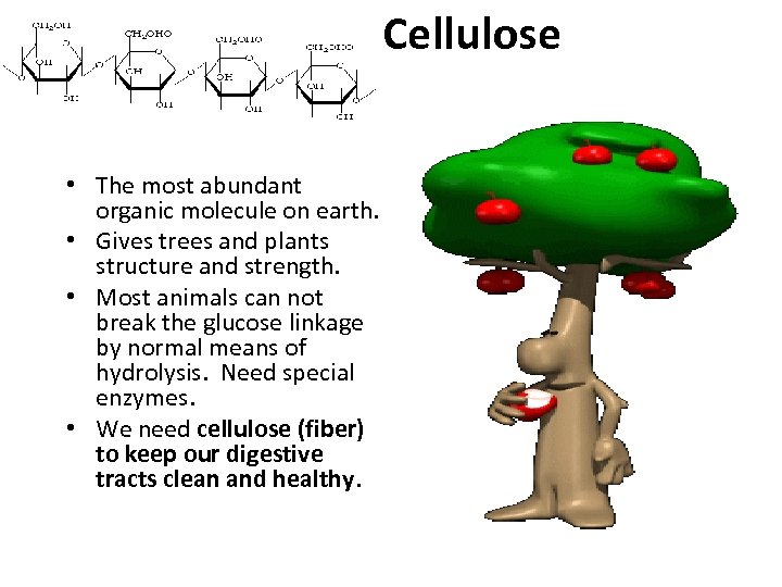 Cellulose • The most abundant organic molecule on earth. • Gives trees and plants