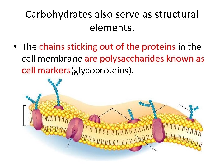 Carbohydrates also serve as structural elements. • The chains sticking out of the proteins