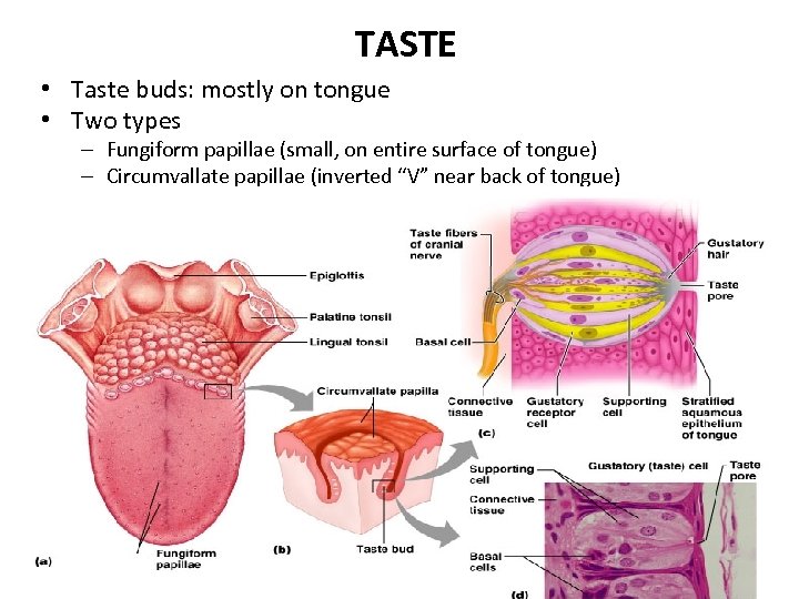 TASTE • Taste buds: mostly on tongue • Two types – Fungiform papillae (small,