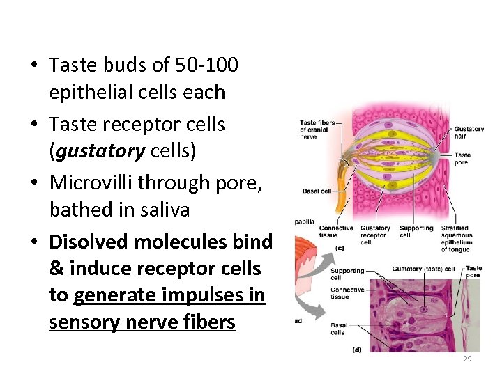  • Taste buds of 50 -100 epithelial cells each • Taste receptor cells