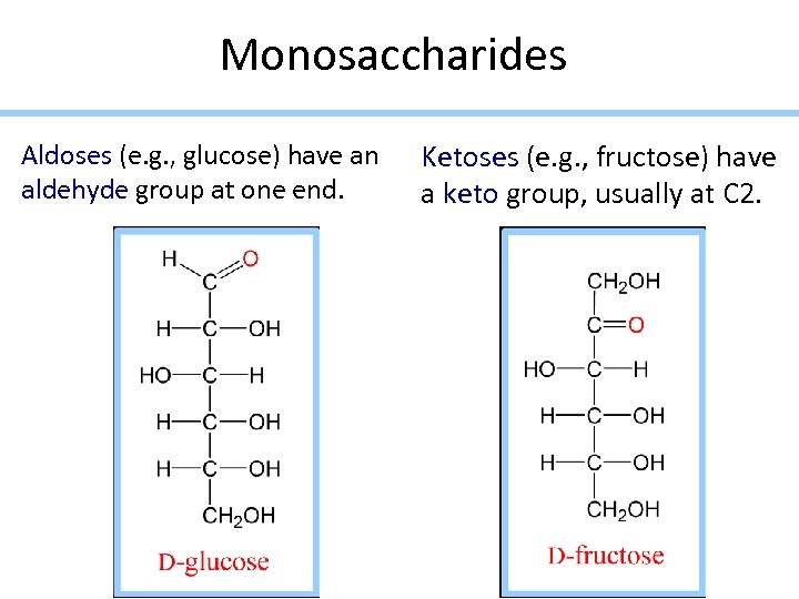 Monosaccharides Aldoses (e. g. , glucose) have an aldehyde group at one end. Ketoses