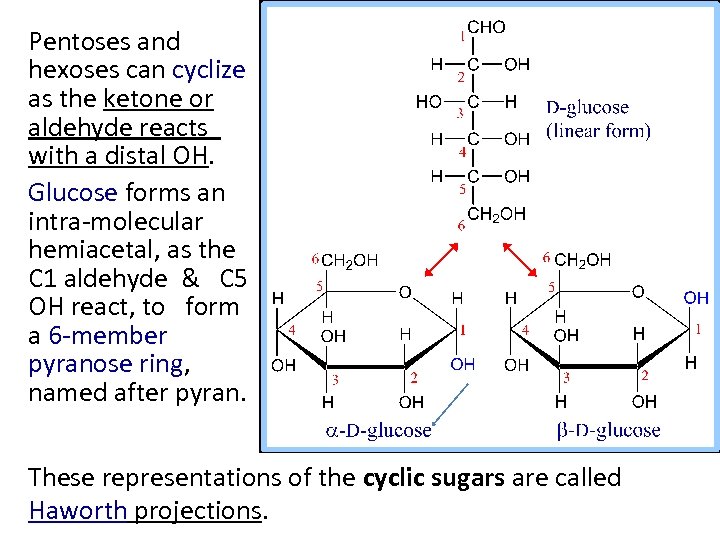 Pentoses and hexoses can cyclize as the ketone or aldehyde reacts with a distal