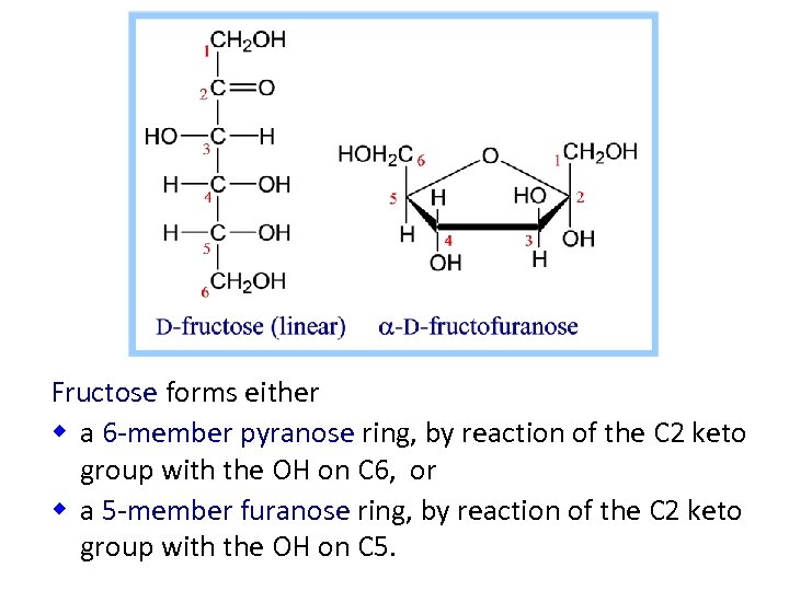 Fructose forms either w a 6 -member pyranose ring, by reaction of the C