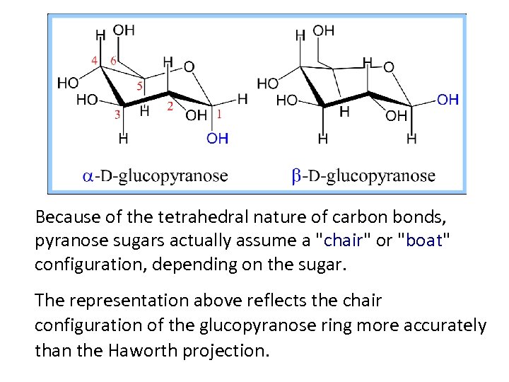 Because of the tetrahedral nature of carbon bonds, pyranose sugars actually assume a "chair"