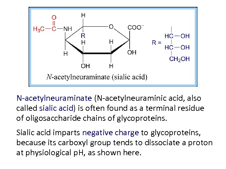 N-acetylneuraminate (N-acetylneuraminic acid, also called sialic acid) is often found as a terminal residue