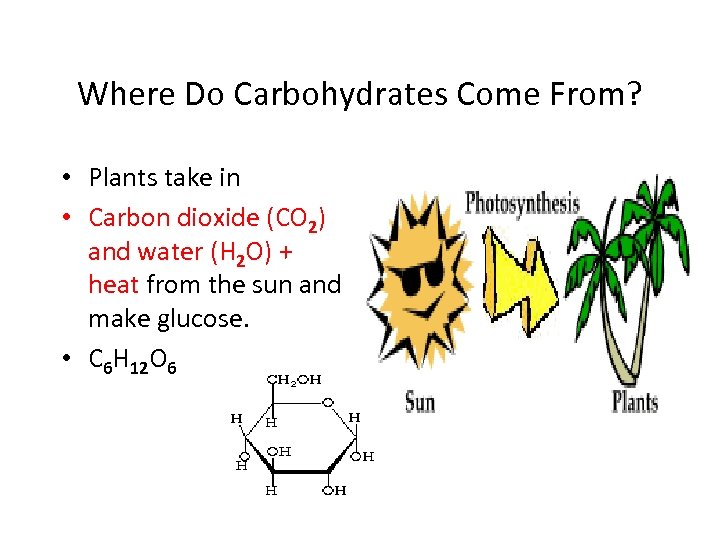 Where Do Carbohydrates Come From? • Plants take in • Carbon dioxide (CO 2)