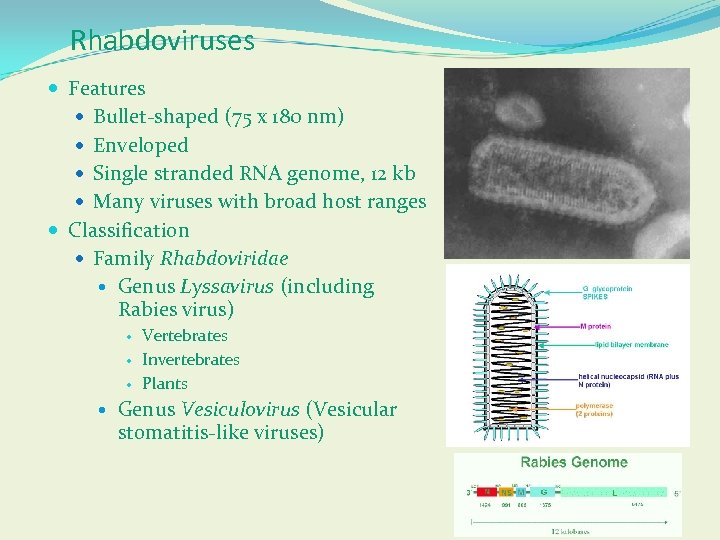 Rhabdoviruses Features Bullet-shaped (75 x 180 nm) Enveloped Single stranded RNA genome, 12 kb