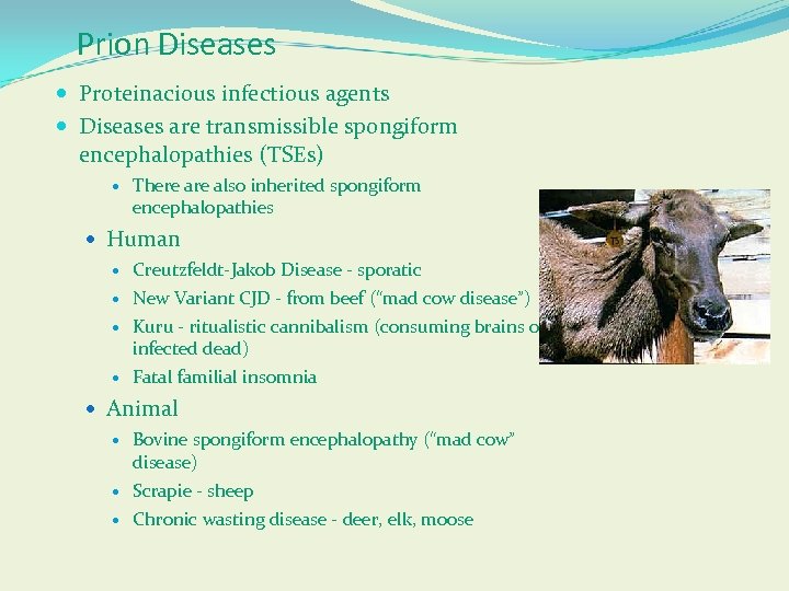 Prion Diseases Proteinacious infectious agents Diseases are transmissible spongiform encephalopathies (TSEs) There also inherited
