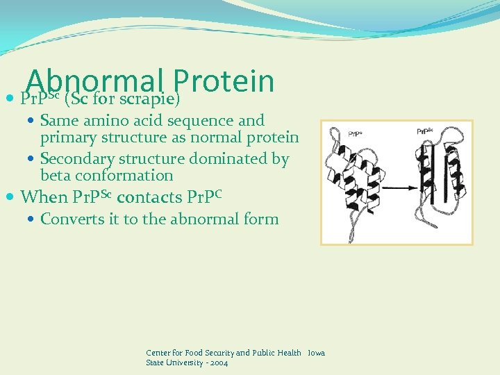 Abnormal Protein Pr. P (Sc for scrapie) Sc Same amino acid sequence and primary