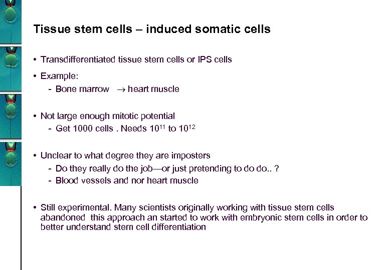 Tissue stem cells – induced somatic cells • Transdifferentiated tissue stem cells or IPS